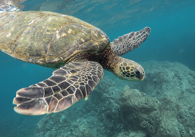 wildlife-640x480-42146512.jpeg