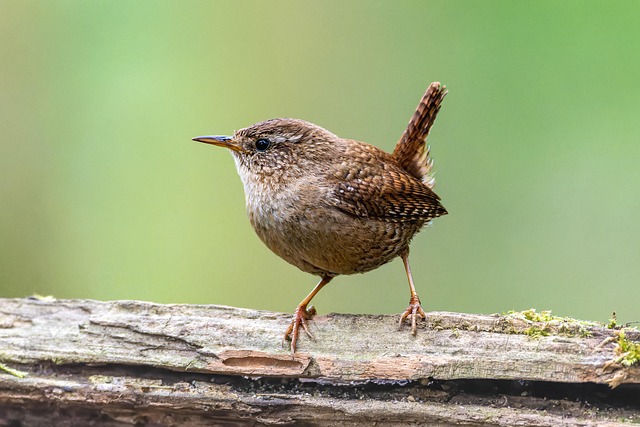 wildlife