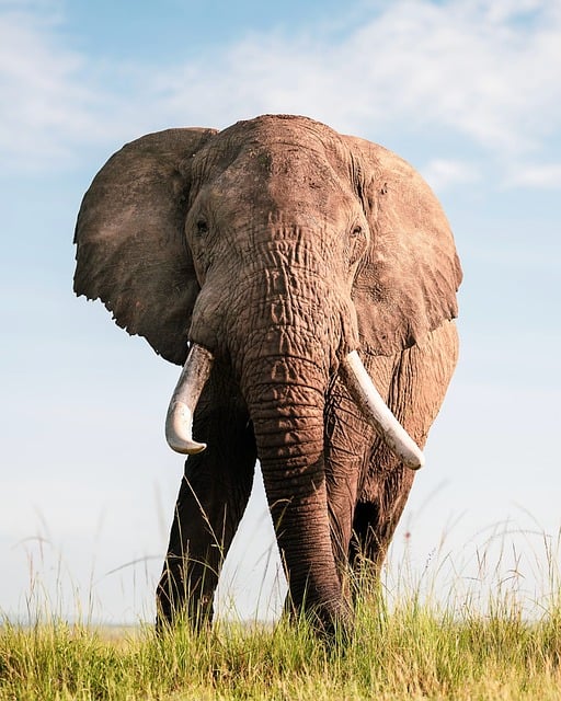 wildlife-640x480-59127562.jpeg