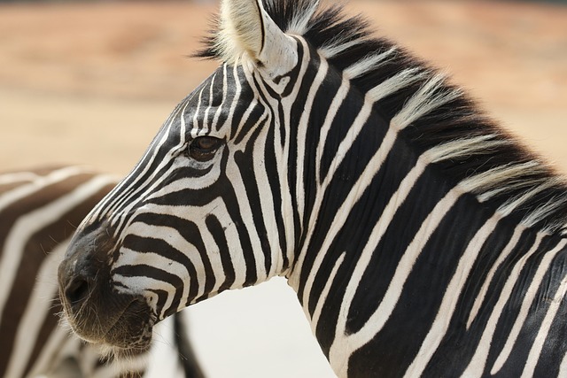 wildlife