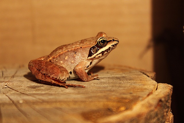 wildlife-640x480-72397169.jpeg