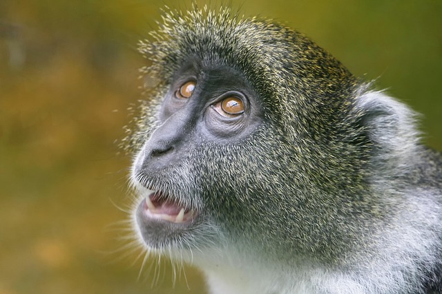 wildlife