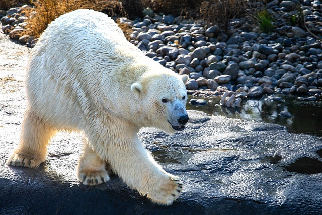 wildlife