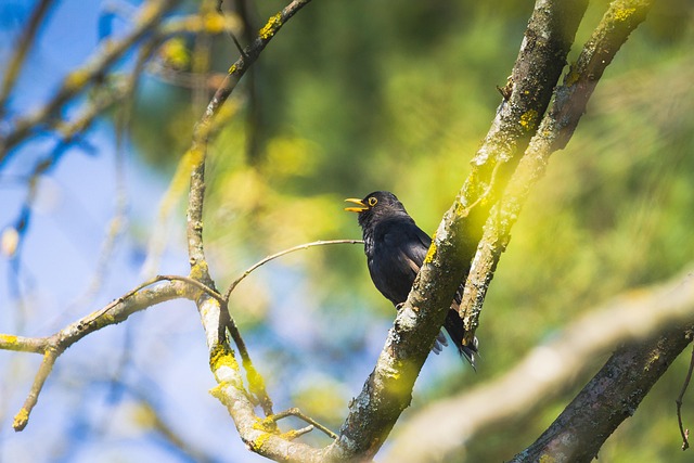 wildlife-640x480-90353986.jpeg