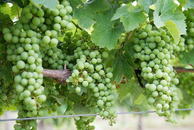 winery-640x480-29449493.jpeg