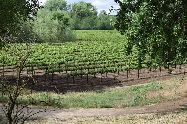 winery